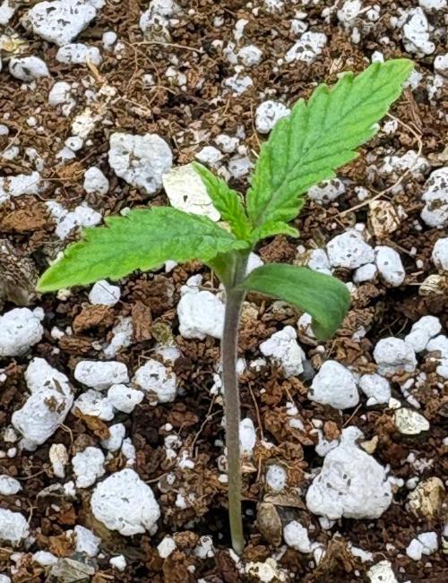 Blueberry Muffin. Week 1