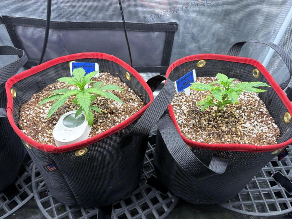 Blueberry Muffin Tray2Grow. Week 2 - Week 2