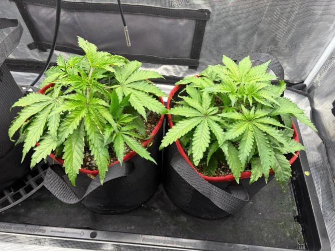 Blueberry Muffin. Week 3