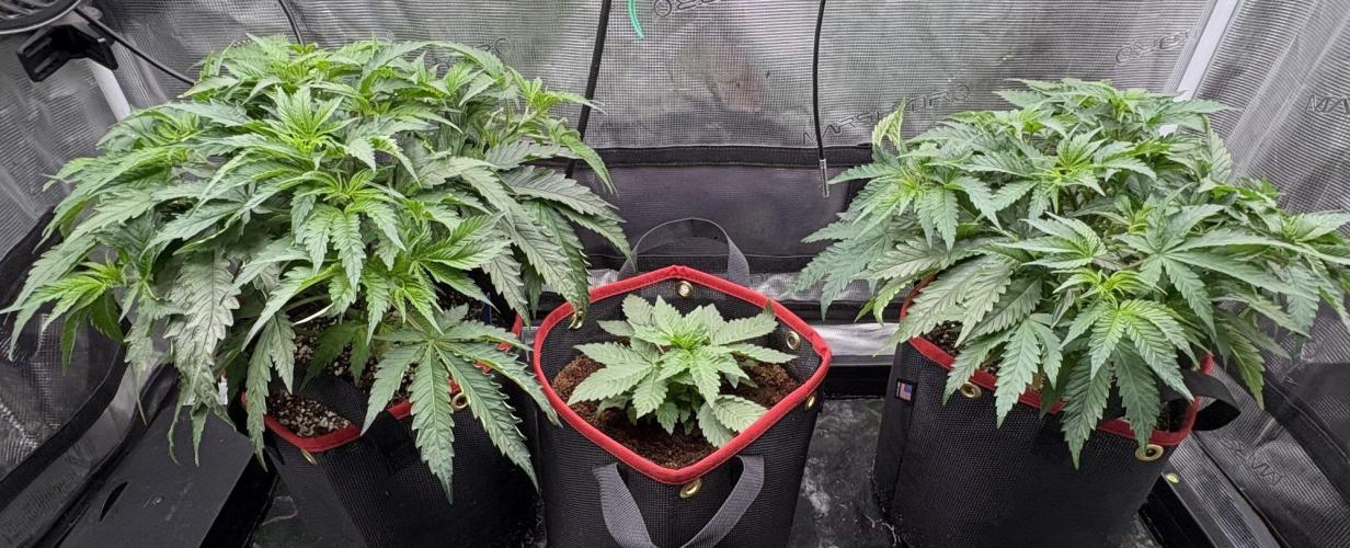 Blueberry Muffin. Week 4