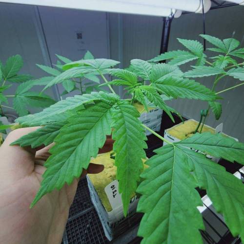 "Tricho Jordan" (Mothers&pheno-hunting). Week 3 - 28/11/2023 TJ10