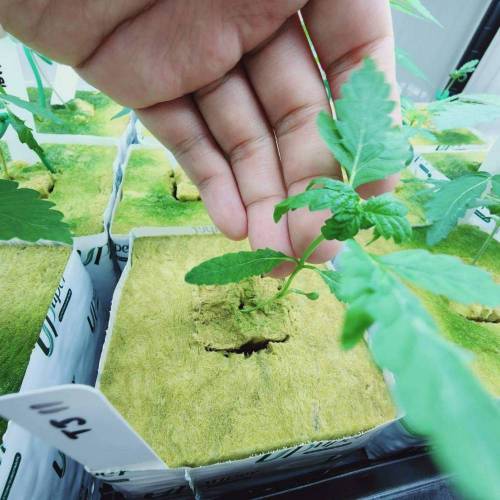 "Tricho Jordan" (Mothers&pheno-hunting). Week 3 - 28/11/2023 TJ11