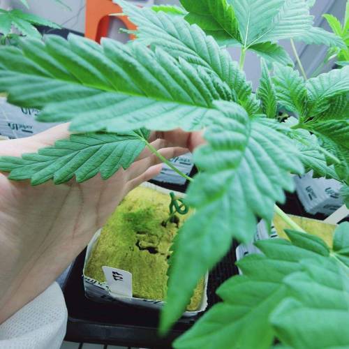 "Tricho Jordan" (Mothers&pheno-hunting). Week 3 - 28/11/2023 TJ7