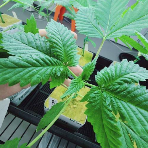 "Tricho Jordan" (Mothers&pheno-hunting). Week 3 - 28/11/2023 TJ9