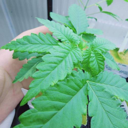 "Tricho Jordan" (Mothers&pheno-hunting). Week 3 - 28/11/2023 TJ8