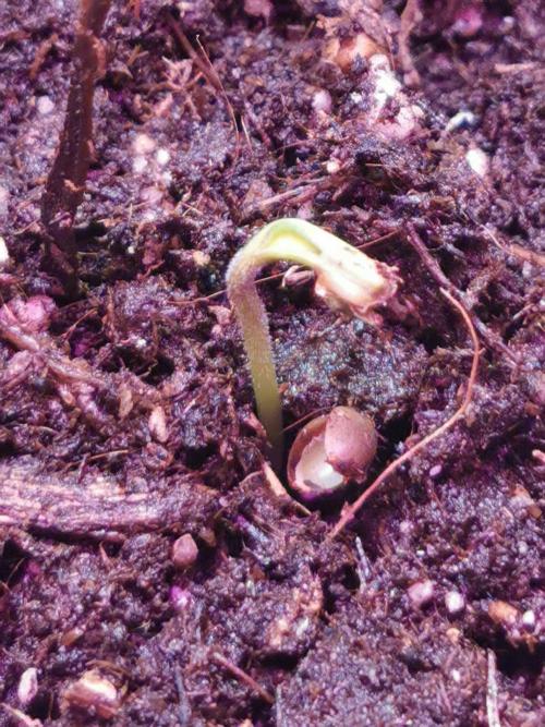 Daughters 1st Grow With Me. Week 0 - Planted... 36hrs Later We Have Success. 