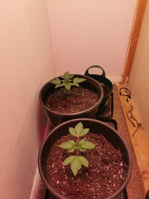 Daughters 1st Grow With Me. Week 2 - 2 Weeks Old