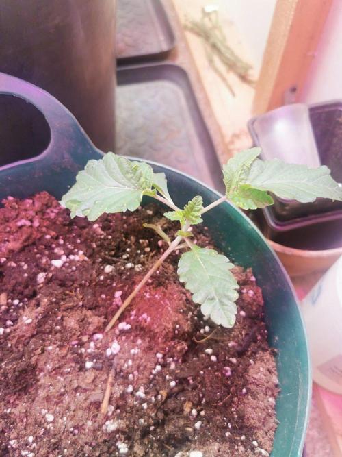 Daughters 1st Grow With Me. Week 3