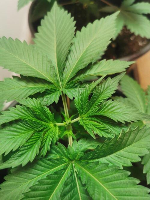Daughters 1st Grow With Me. Week 3