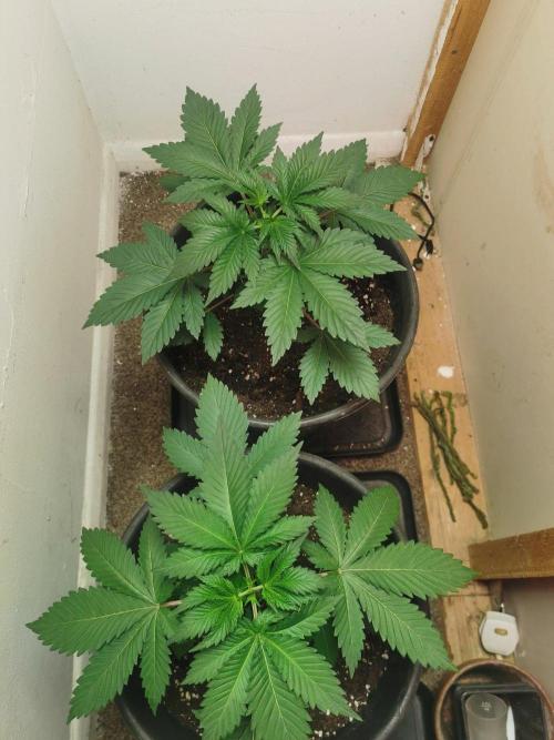 Daughters 1st Grow With Me. Week 3