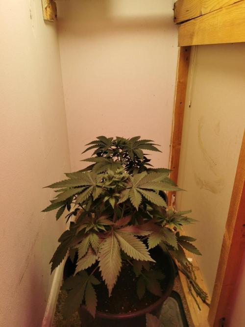Daughters 1st Grow With Me. Week 4