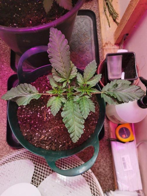 Daughters 1st Grow With Me. Week 4