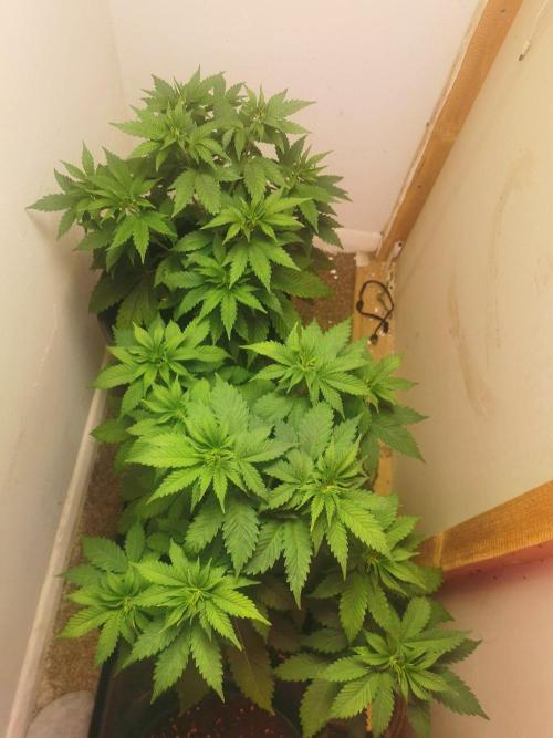 Daughters 1st Grow With Me. Week 5