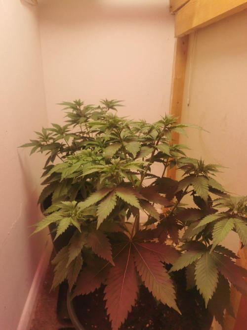 Daughters 1st Grow With Me. Week 5