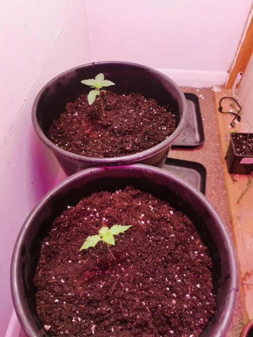 Daughters 1st Grow With Me