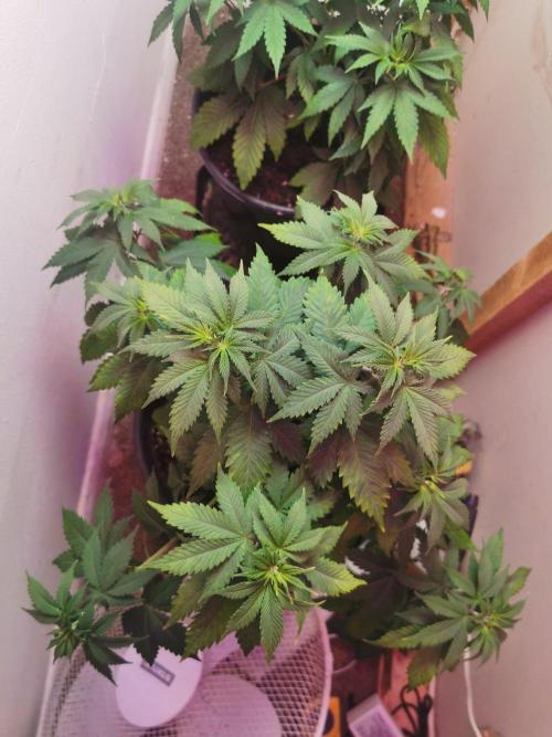 Glookies. Week 5