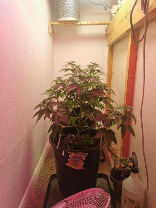 Glookies. Week 5