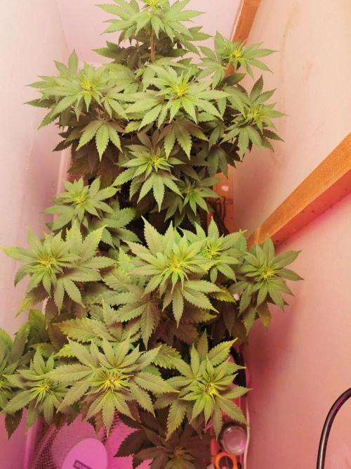 Daughters 1st Grow With Me. Week 6