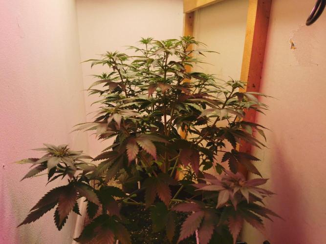 Daughters 1st Grow With Me. Week 6