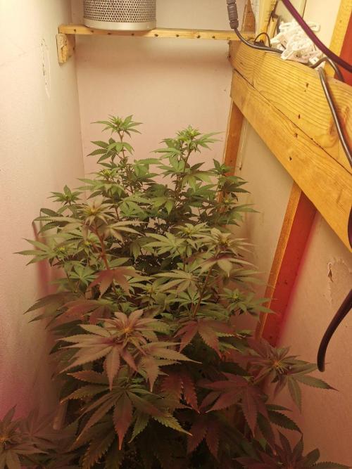Daughters 1st Grow With Me. Week 7