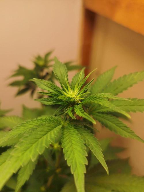 Daughters 1st Grow With Me. Week 7