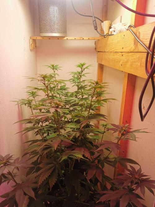 Daughters 1st Grow With Me. Week 7