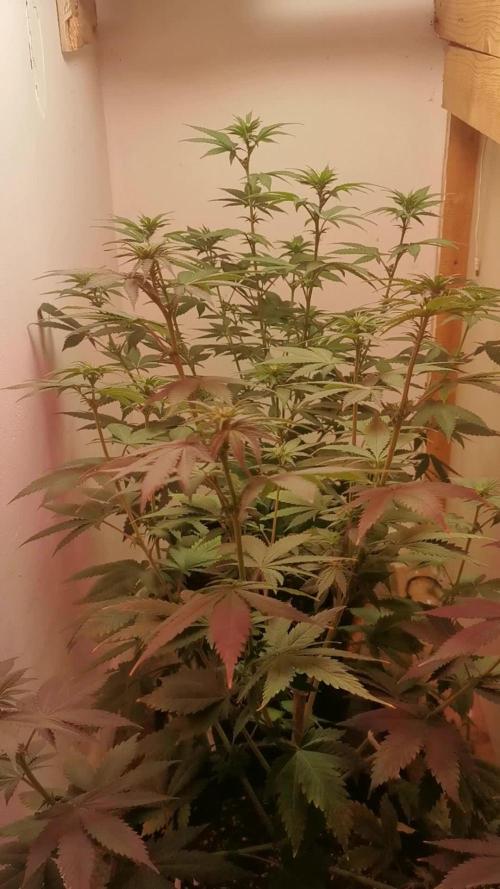 Daughters 1st Grow With Me