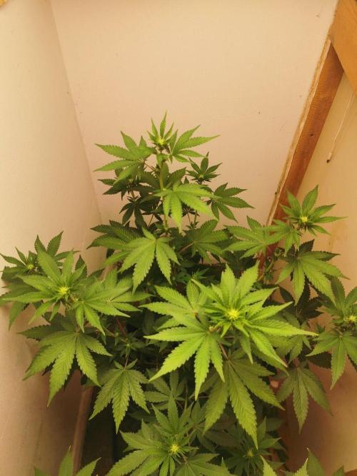 Daughters 1st Grow With Me. Week 7