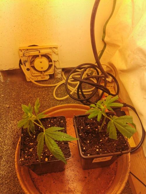 Daughters 1st Grow With Me. Week 7