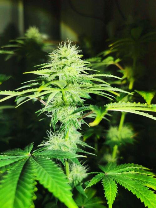 Daughters 1st Grow With Me. Week 9 - Day 28 
