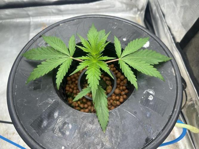 Golden Tiger (DWC). Week 3