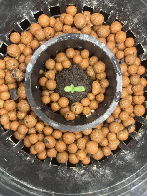 Afghan Kush (DWC). Week 1