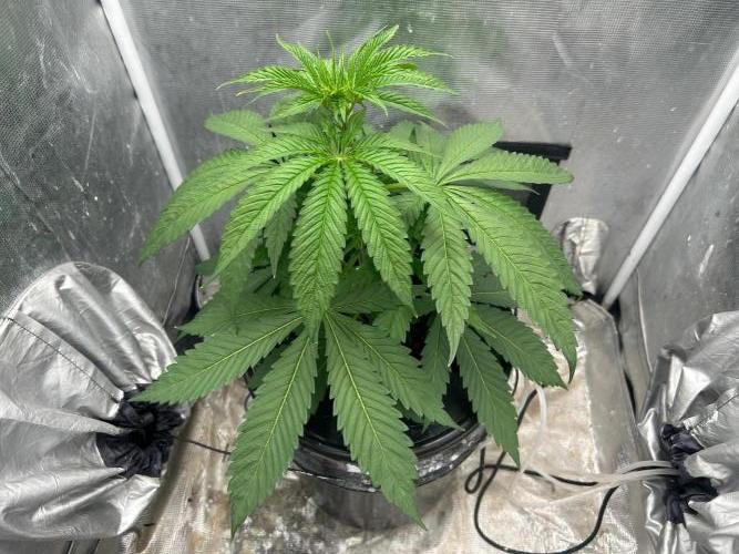 Mimosa x The Brunch “Lover’s Cut” DWC. Week 5