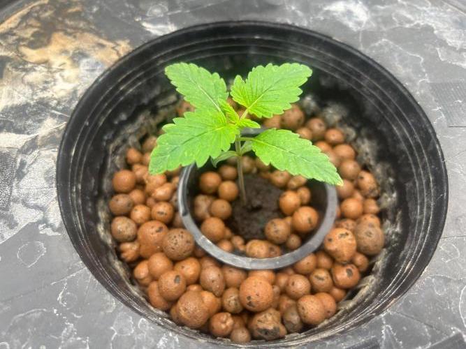 Bay 11 (DWC). Week 2