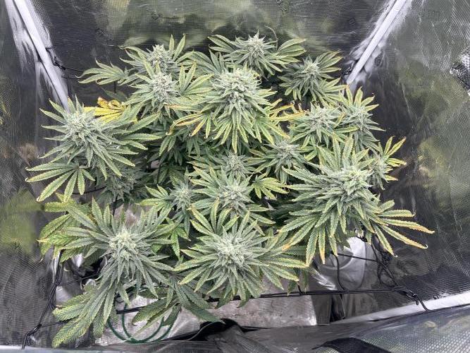 White Rhino (DWC). Week 12