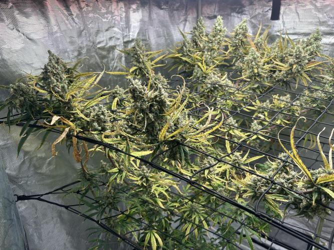 Desfran in hydro. Week 15