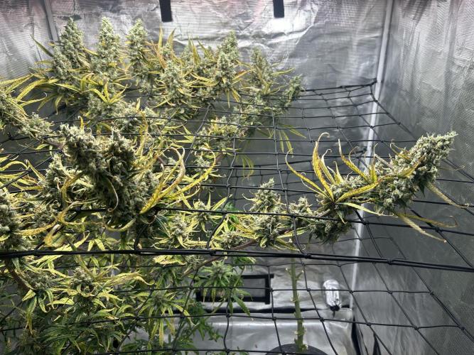 Desfran in hydro. Week 15