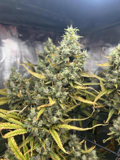 Desfran in hydro. Week 15