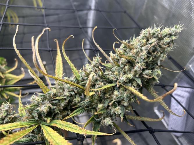 Desfran in hydro. Week 15