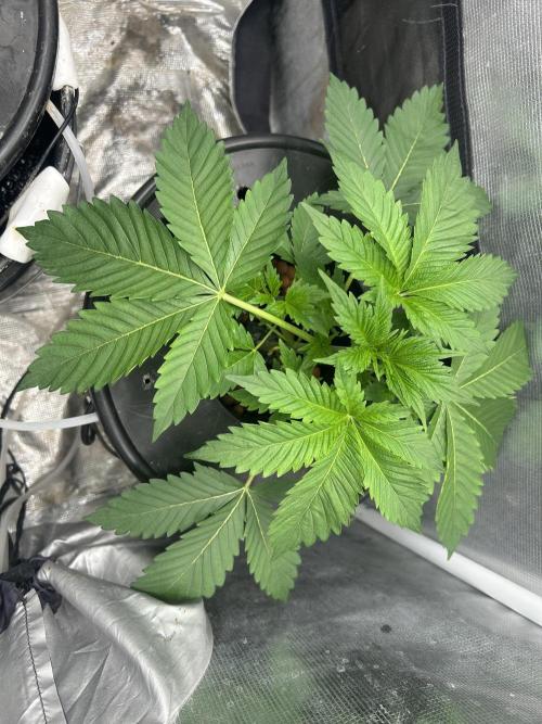 Blimburn Blue Dream in Hydro. Week 4