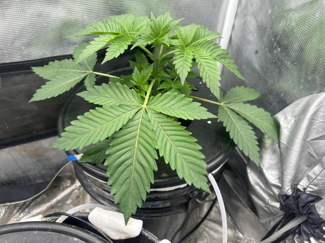 Blimburn Blue Dream in Hydro. Week 4