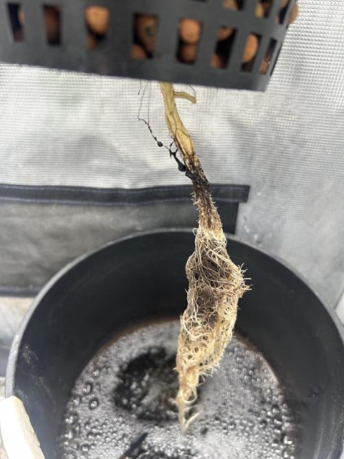 Blimburn Blue Dream in Hydro. Week 4