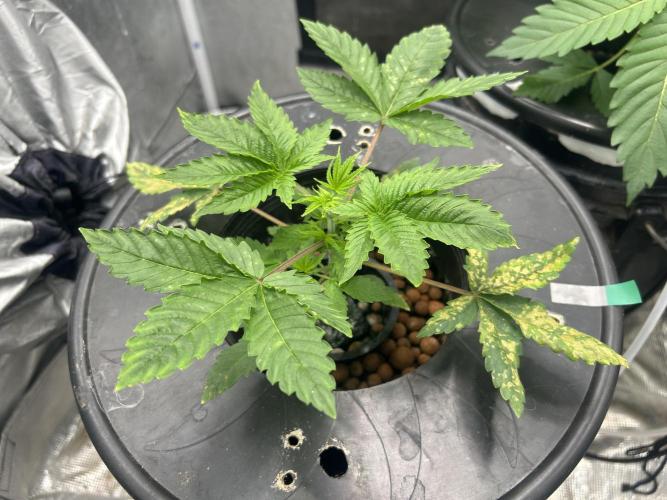 Maui Waui in Hydro. Week 4