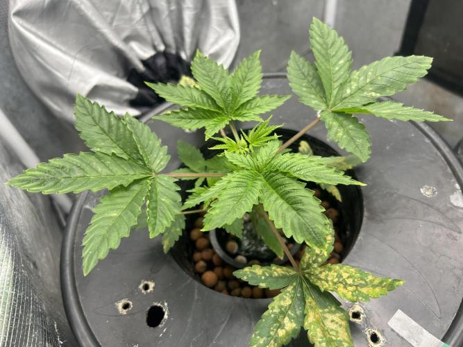 Maui Waui in Hydro. Week 4