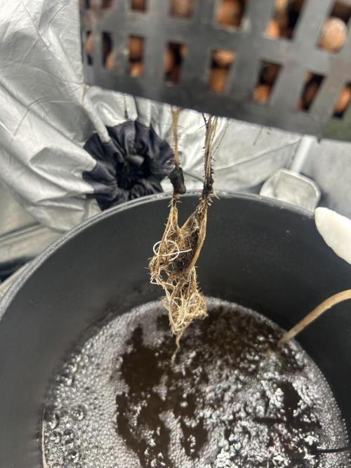 Maui Waui in Hydro. Week 4