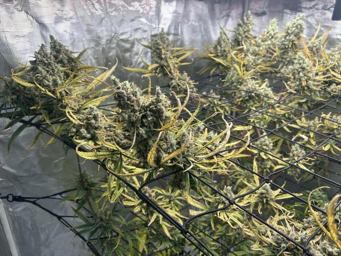 Desfran in Hydro (DWC). Week 16