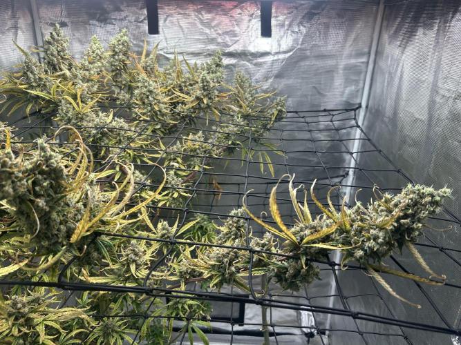 Desfran in Hydro (DWC). Week 16