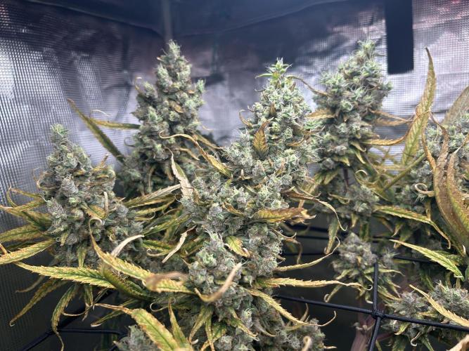 Desfran in Hydro (DWC). Week 16