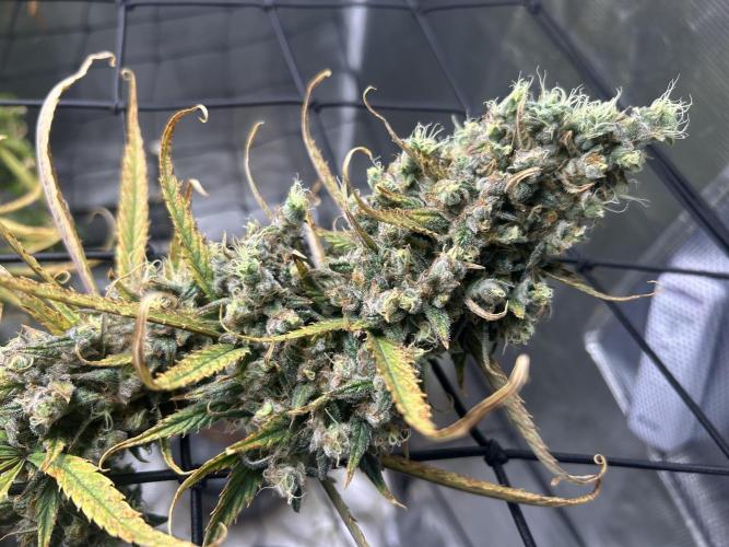 Desfran in Hydro (DWC). Week 16