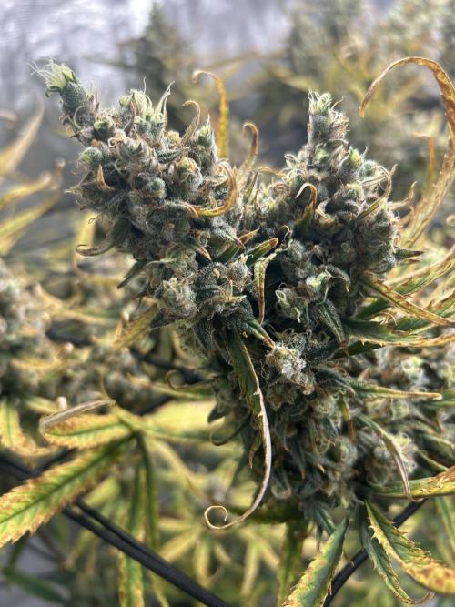 Desfran in Hydro (DWC). Week 16